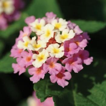 Lantana camara - Landmark™ 'Rose Glow'