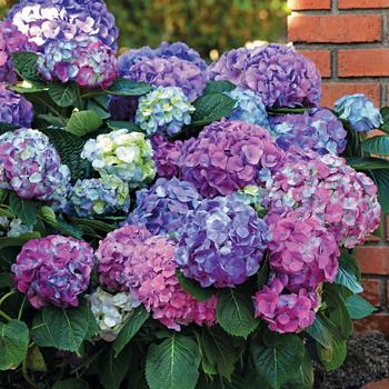 Hydrangea macrophylla ''Lindsey Ann'' PP26249 (Bigleaf Hydrangea) - L.A. Dreamin''® Bigleaf Hydrangea