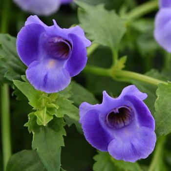 Torenia ''SUNrenilabu'' PP10843, Can 1066 (Wishbone Flower) - Summer Wave® Large Blue