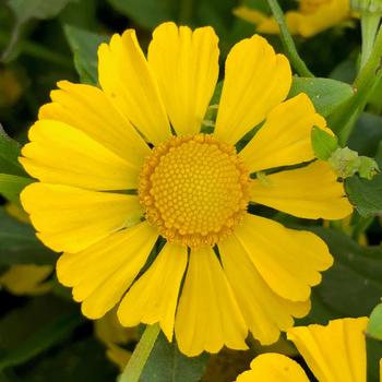 Helenium autumnale (Sneezeweed) - Sneezeweed