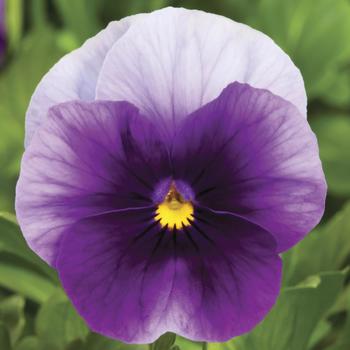 Viola cornuta ''Beaconsfield'' (Pansy) - Penny™ Beaconsfield