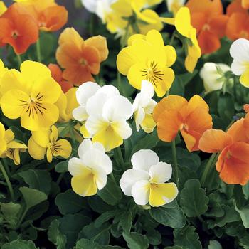 Viola cornuta ''Citrus Mix'' (Pansy) - Penny™ Citrus Mix