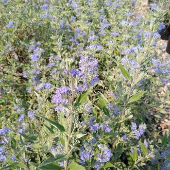 Caryopteris x clandonensis ''Blue Mist'' (Bluebeard) - Blue Mist Bluebeard