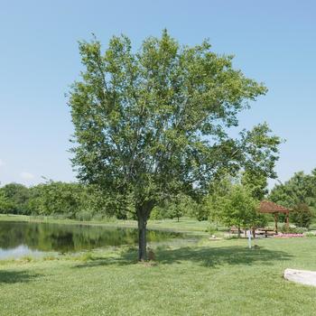 Ulmus americana ''Valley Forge'' (American Elm) - Valley Forge American Elm