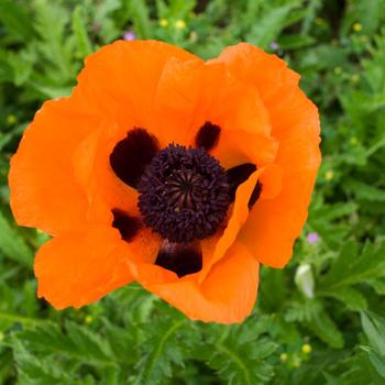 Papaver orientale ''Prince of Orange'' (Oriental Poppy) - Prince of Orange Oriental Poppy