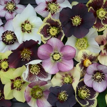 Helleborus - Honeymoon™ Mix Lenten Rose