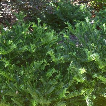 Cephalotaxus harringtonia - 'Prostrata' Prostrate Japanese plum yew