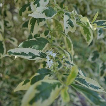 Callicarpa dichotoma f. albifructa ''Duet'' (Beautyberry) - Duet Beautyberry