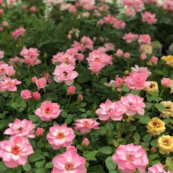 Rosa ''Abraham Darby™'' ''Auscot'' (Shrub Rose) - Abraham Darby™ Shrub Rose