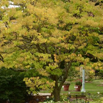 Japanese Tree Lilac