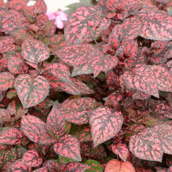 Hypoestes phyllostachya ''G14157'' PPAF (Polka Dot Plant) - Hippo® Red