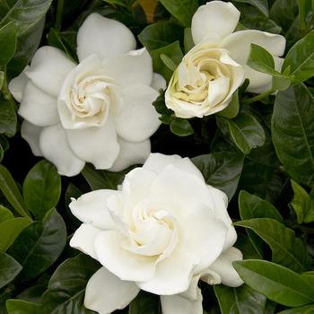 Gardenia jasminoides - Snow Girl™