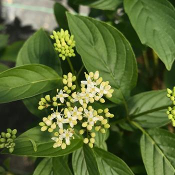 Cornus stolonifera ''SMNCSBD'' PP32351 (Red-twig Dogwood) - Red-twig Dogwood