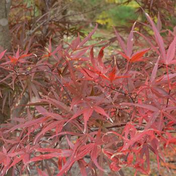 Acer palmatum ''Beni Otaki'' (Japanese Maple) - Beni Otaki Japanese Maple