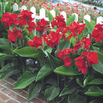 Tropical Red Canna Lily