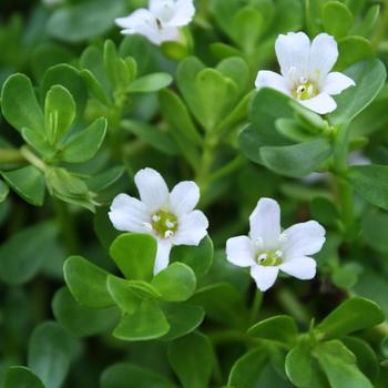 Bacopa monnieri (Bacopa) - Bacopa