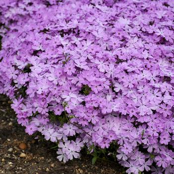 Phlox ''Pink Sparkles'' (Creeping Phlox) - Spring Bling™ Pink Sparkles
