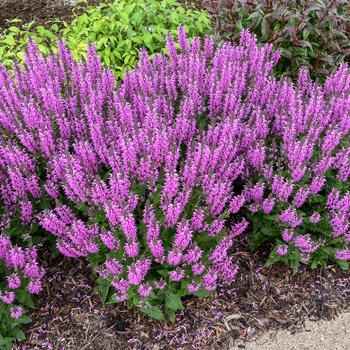 Salvia ''Back to the Fuchsia'' PPAF, Can PBRAF (Salvia) - Color Spires® Back to the Fuchsia