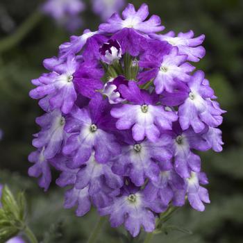 Verbena (Verbena) - Verbena