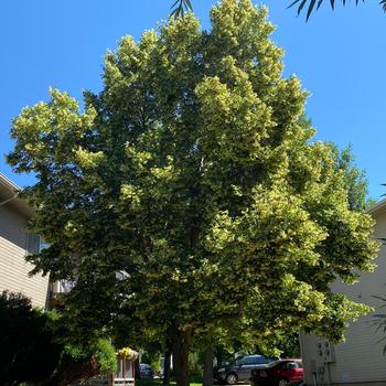 Tilia cordata ''Greenspire'' (Littleleaf Linden) - Greenspire Littleleaf Linden