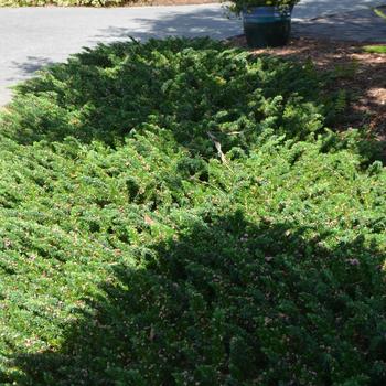 Juniperus conferta ''Blue Pacific'' (Juniper) - Blue Pacific Juniper