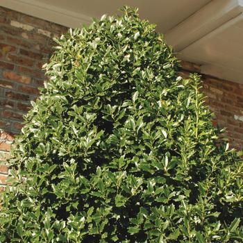 Ilex ''Magland'' PP14417 (Holly) - Oakland™ Holly