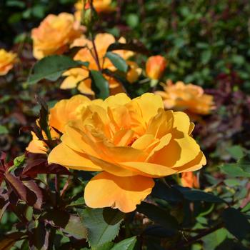 Rosa ''Strike It Rich'' PP 19144 (Rose) - Strike It Rich Rose