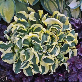 Hosta ''Mini Skirt'' PP26743 (Hosta, Plantain Lily) - Mini Skirt Hosta, Plantain Lily