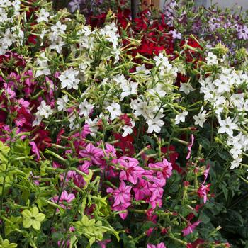 Nicotiana x alata ''Ball Mix'' (Flowering Tobacco) - Perfume Ball Mix
