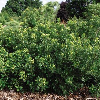 Myrica pensylvanica (Northern Bayberry) - Northern Bayberry