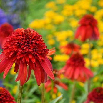 Echinacea purpurea ''Hot Papaya'' (Coneflower) - Cone-fection™ Hot Papaya