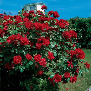 Rosa ''Don Juan'' (Rose) - Don Juan Rose