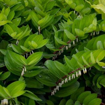 Polygonatum odoratum var. pluriflorum ''Variegatum'' (Solomon''s Seal) - Variegatum Solomon''s Seal