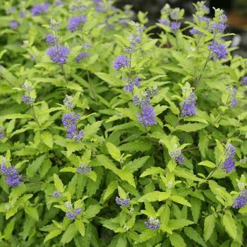 Caryopteris x clandonensis ''Minigold'' (Bluebeard) - Bluebeard