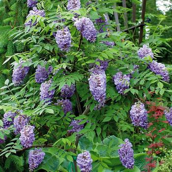 Wisteria frutescens ''Amethyst Falls'' (American Wisteria) - Amethyst Falls American Wisteria