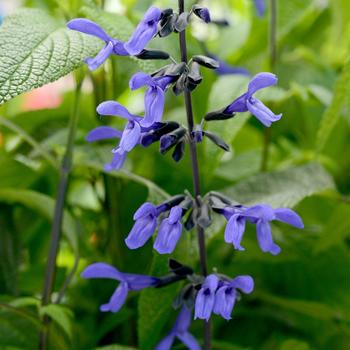 Salvia guaranitica ''Black & Bloom'' PP27183 (Sage) - Black & Bloom Sage