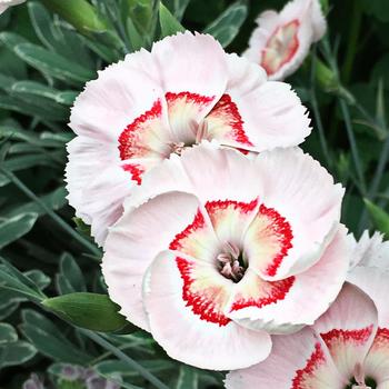 Dianthus allwoodii ''Wp15 Pie45'' PP29900 (Dianthus) - American Pie® Georgia Peach Pie