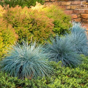 Festuca glauca ''Casca11'' PP23307 (Blue Fescue) - Beyond Blue™ Blue Fescue