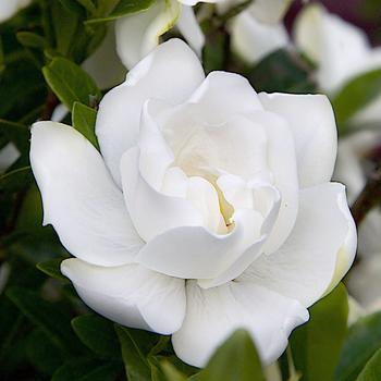 Gardenia jasminoides ''Lee One'' PP21983 (Gardenia) - Jubilation™ Gardenia