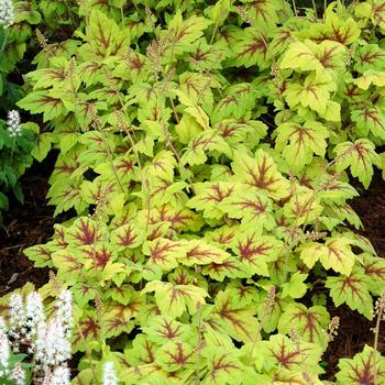 Heucherella ''Stoplight'' PP16835 (Foamy Bells) - Stoplight Foamy Bells