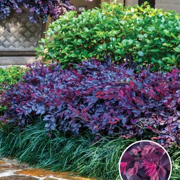 Loropetalum chinense ''PIILC-III'' PP25471 - Purple Daydream® Chinese Fringeflower