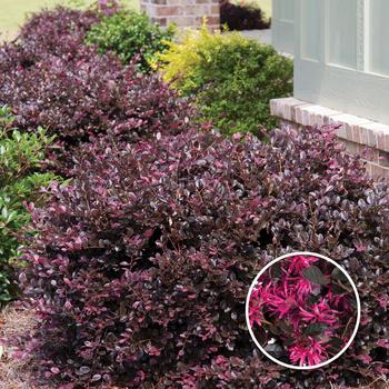 Loropetalum chinense ''Shang-hi'' PP18331 - Purple Diamond® Chinese Fringe-Flower