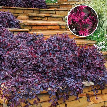 Loropetalum chinense ''Peack'' PP18441 - Purple Pixie® Chinese Fringe-flower