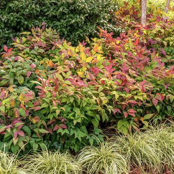 Nandina domestica ''AKA'' PP19916 (Heavenly Bamboo) - Blush Pink™ Heavenly Bamboo