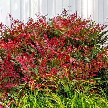 Nandina domestica ''Seika'' PP21891 (Nandina) - Obsession™ Nandina