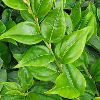 Sarcococca ruscifolia (Fragrant Sweet Box) - Fragrant Sweet Box