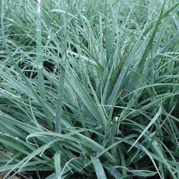 Blue-green Sedge