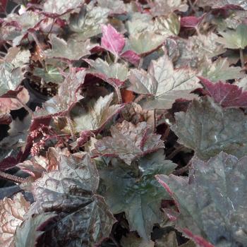 Heuchera - 'Blackout' Coral Bells