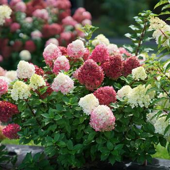 Hydrangea paniculata ''SMNHPH'' PP 33207, Can PBRAF (Panicle Hydrangea) - Little Lime Punch™ Panicle Hydrangea