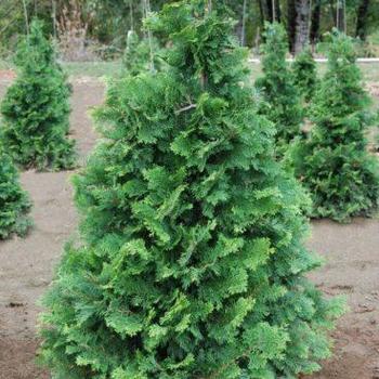 Chamaecyparis obtusa ''Compacta'' (Compact Hinoki False Cypress) - Compacta Compact Hinoki False Cypress